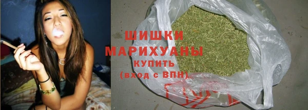 сатива Новокубанск